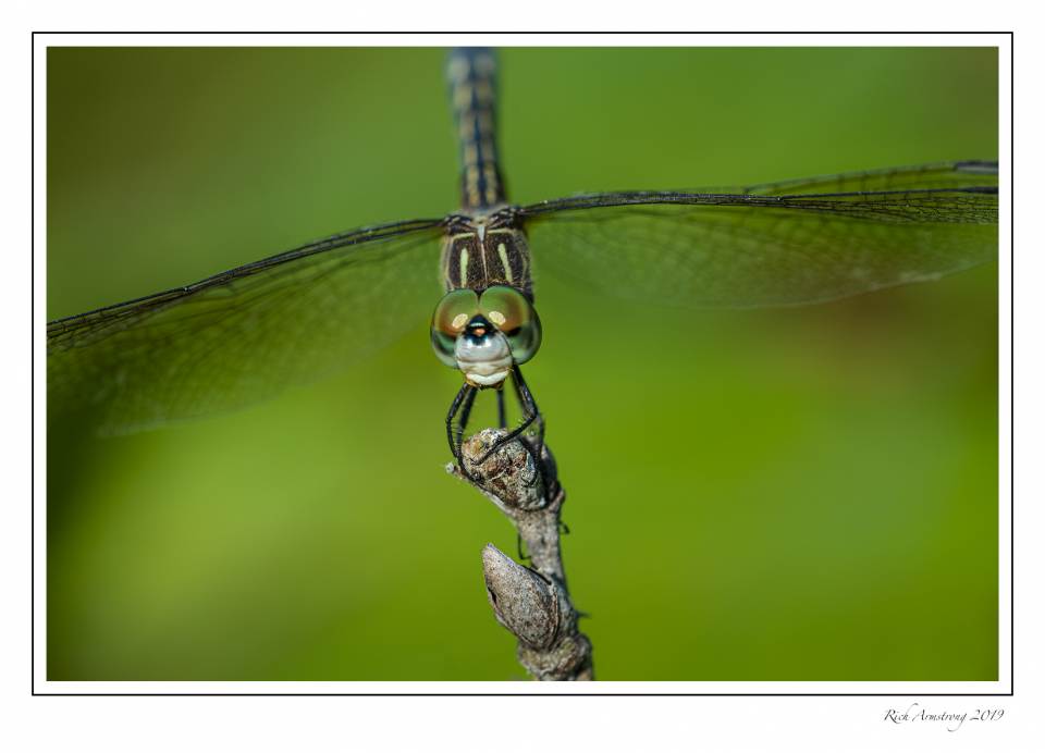 Dragonfly 9d.jpg